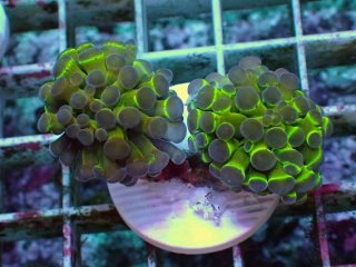 No.14 オオバナサンゴ マルチカラーを買うならアクアスタイルユー 大阪