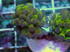 画像2: No.7 ナガレハナサンゴ ホログラム Hologram　　【人気No.1】 (2)