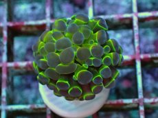 画像1: No.8 ナガレハナサンゴ ホログラム Hologram　　【人気No.1】 (1)