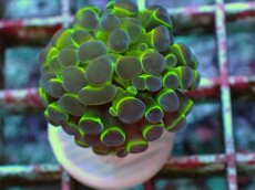 画像2: No.8 ナガレハナサンゴ ホログラム Hologram　　【人気No.1】 (2)