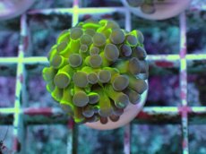 画像1: No.9 ナガレハナサンゴ ホログラム Hologram　　【人気No.1】 (1)