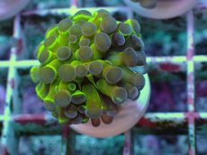 画像2: No.9 ナガレハナサンゴ ホログラム Hologram　　【人気No.1】 (2)