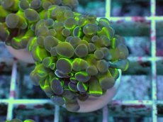 画像1: No.10 ナガレハナサンゴ ホログラム Hologram　　【人気No.1】 (1)