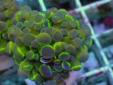 画像2: No.10 ナガレハナサンゴ ホログラム Hologram　　【人気No.1】 (2)