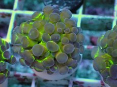 画像1: No.11 ナガレハナサンゴ ホログラム Hologram　　【人気No.1】 (1)