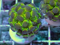 画像1: No.12 ナガレハナサンゴ ホログラム Hologram　　【人気No.1】 (1)