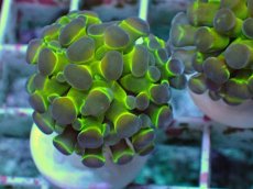 画像2: No.12 ナガレハナサンゴ ホログラム Hologram　　【人気No.1】 (2)