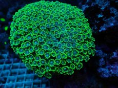 画像1: No.1 ハナガササンゴ　XLsize (1)