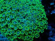 画像2: No.1 ハナガササンゴ　XLsize (2)