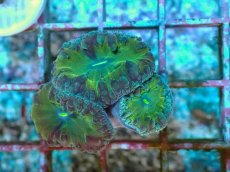 画像1: No.29 オオタバサンゴ ツートン (1)