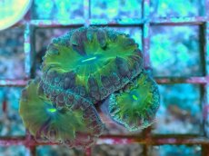 画像2: No.29 オオタバサンゴ ツートン (2)