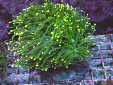 画像1: No.1 フラワーコーラル　XLサイズ (1)