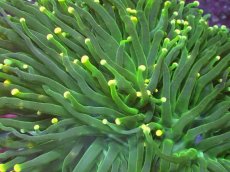 画像2: No.1 フラワーコーラル　XLサイズ (2)