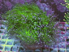 画像1: No.2 フラワーコーラル　XLサイズ (1)