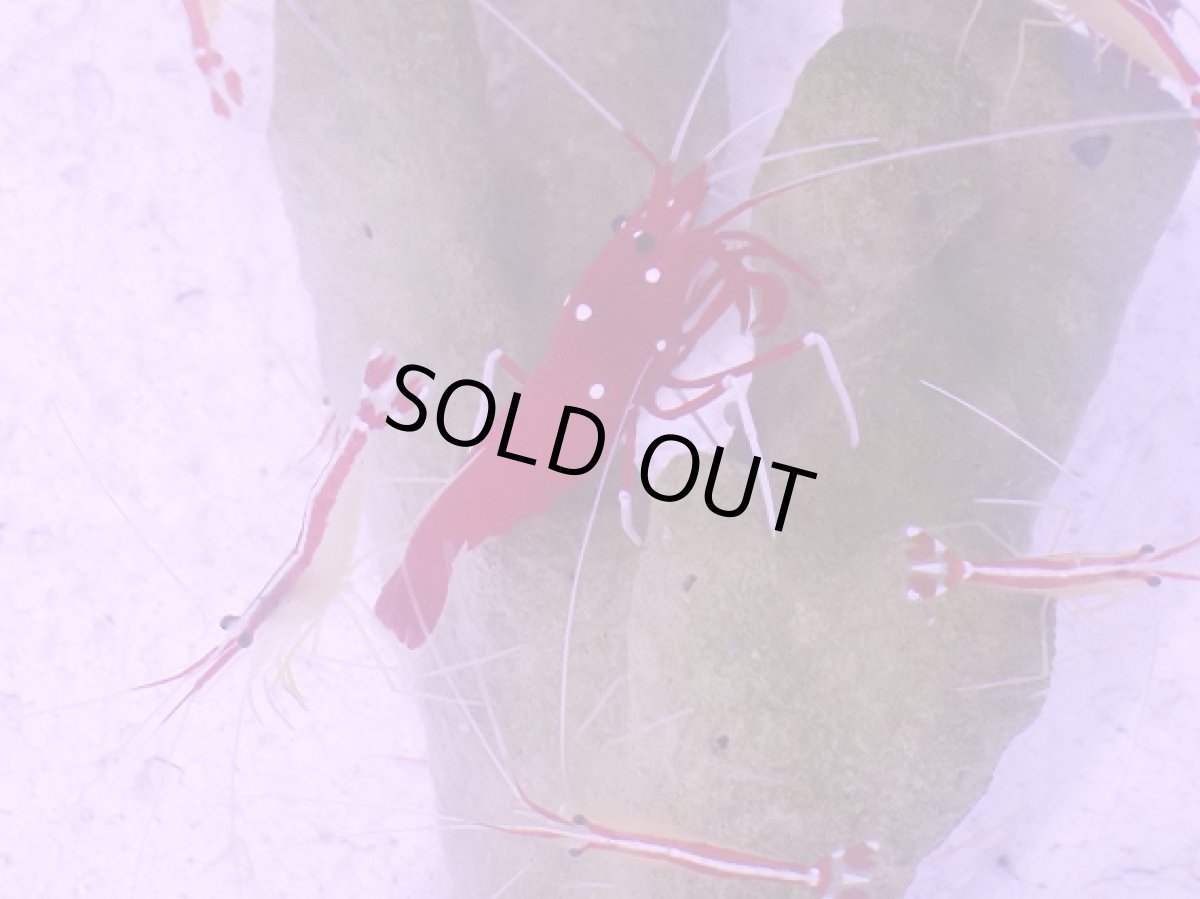 画像1: No.3 ホワイトソックス　Lサイズ (1)