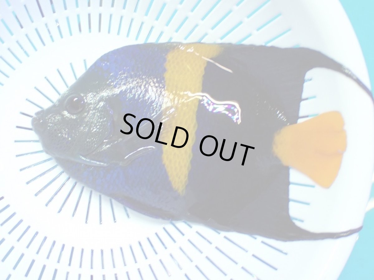 画像1: No.4 アズファーエンゼル　XLsize (1)