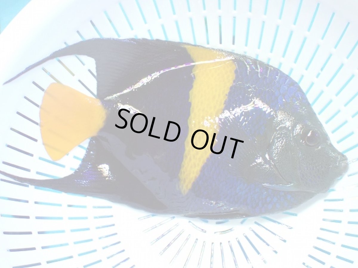 画像2: No.4 アズファーエンゼル　XLsize (2)