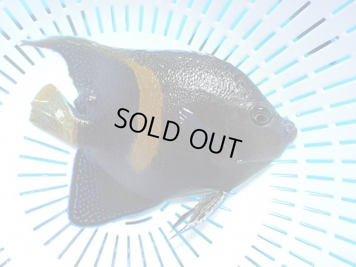 画像1: No.6 マクロスス (1)