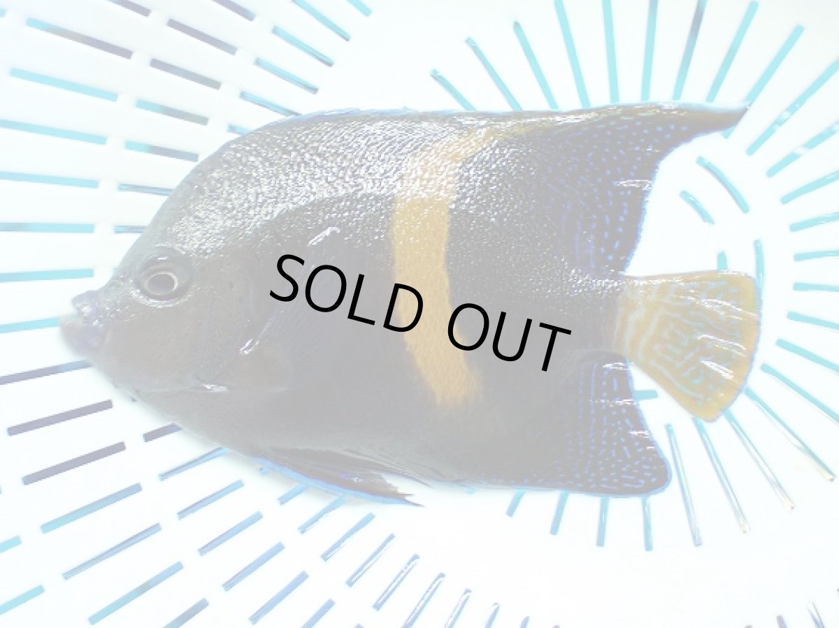 画像2: No.6 マクロスス (2)