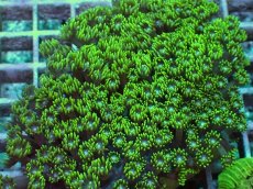 画像2: No.1 ハナガササンゴ グリーン (2)