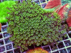 画像1: No.2 ハナガササンゴ グリーン (1)