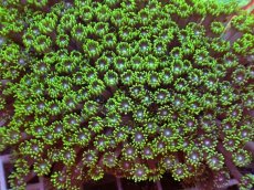 画像2: No.2 ハナガササンゴ グリーン (2)