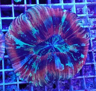 LPS全品 - AQUASTYLE YOU（アクアスタイルユー）