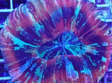 画像2: No.1 オオバナサンゴ マルチカラー (2)