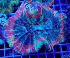 画像1: No.2 オオバナサンゴ マルチカラー　　【迫力ある大きめサイズ！】 (1)