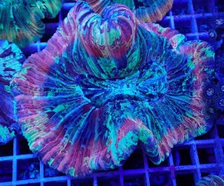 LPS全品 - AQUASTYLE YOU（アクアスタイルユー）