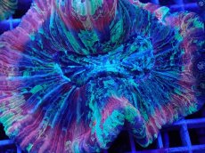 画像2: No.2 オオバナサンゴ マルチカラー　　【迫力ある大きめサイズ！】 (2)