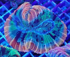 画像1: No.3 オオバナサンゴ マルチカラー (1)