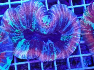 オオバナ を買うならアクアスタイルユー｜大阪からサンゴを全国に販売