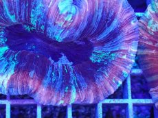 画像2: No.4 オオバナサンゴ マルチカラー (2)