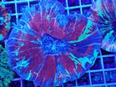 画像1: No.5 オオバナサンゴ マルチカラー (1)