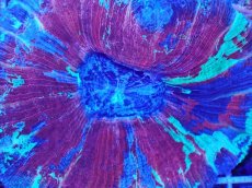 画像2: No.5 オオバナサンゴ マルチカラー (2)