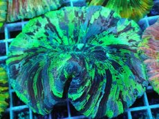 画像1: No.6 オオバナサンゴ マルチカラー (1)