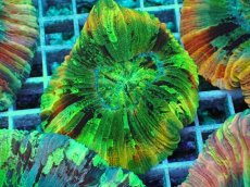 画像1: No.7 オオバナサンゴ マルチカラー (1)