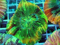 画像2: No.7 オオバナサンゴ マルチカラー (2)