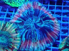 画像1: No.8 オオバナサンゴ マルチカラー (1)