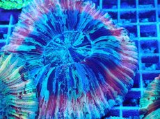 画像2: No.8 オオバナサンゴ マルチカラー (2)