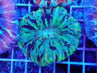 LPS全品 - AQUASTYLE YOU（アクアスタイルユー）