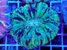 画像2: No.9 オオバナサンゴ マルチカラー (2)