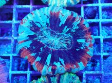 画像2: No.10 オオバナサンゴ マルチカラー (2)