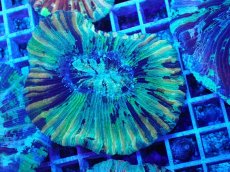 画像1: No.11 オオバナサンゴ マルチカラー (1)