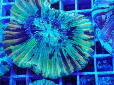 画像2: No.11 オオバナサンゴ マルチカラー (2)