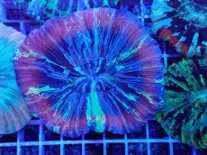 画像1: No.13 オオバナサンゴ マルチカラー (1)