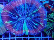 画像2: No.13 オオバナサンゴ マルチカラー (2)