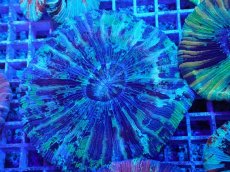 画像1: No.14 オオバナサンゴ マルチカラー (1)