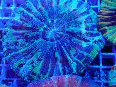 画像2: No.14 オオバナサンゴ マルチカラー (2)